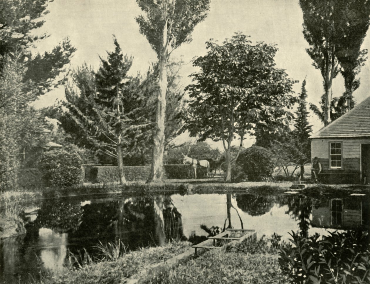 Laxdammarna, New Norfolk, 1901. av Unbekannt