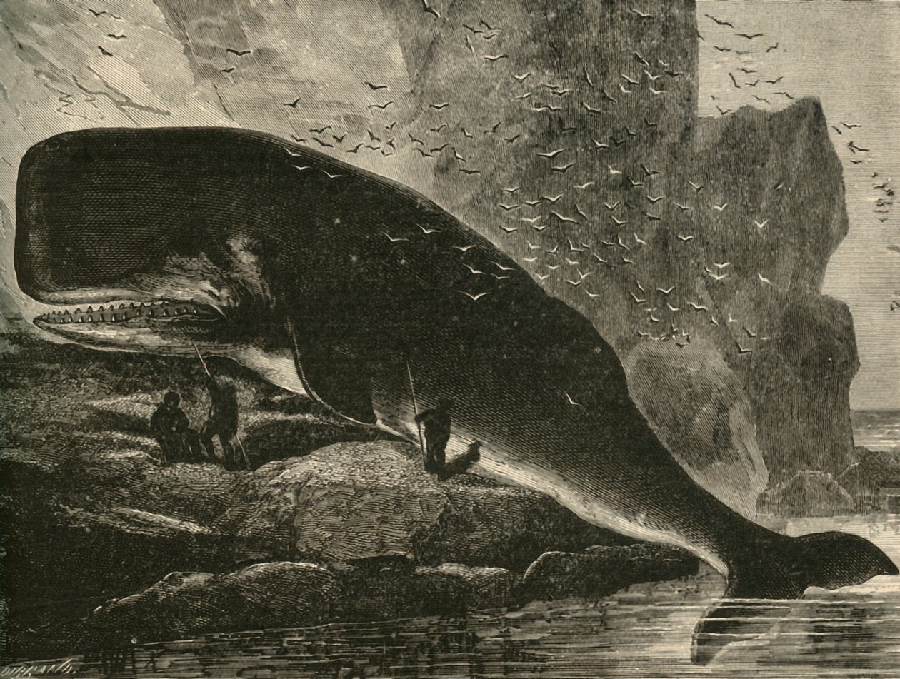 Kaskelot, 1882. av Unbekannt