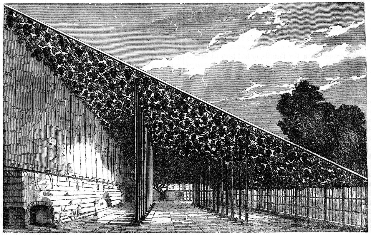 The Vinery at Hampton Court, 1800-talet av Unbekannt