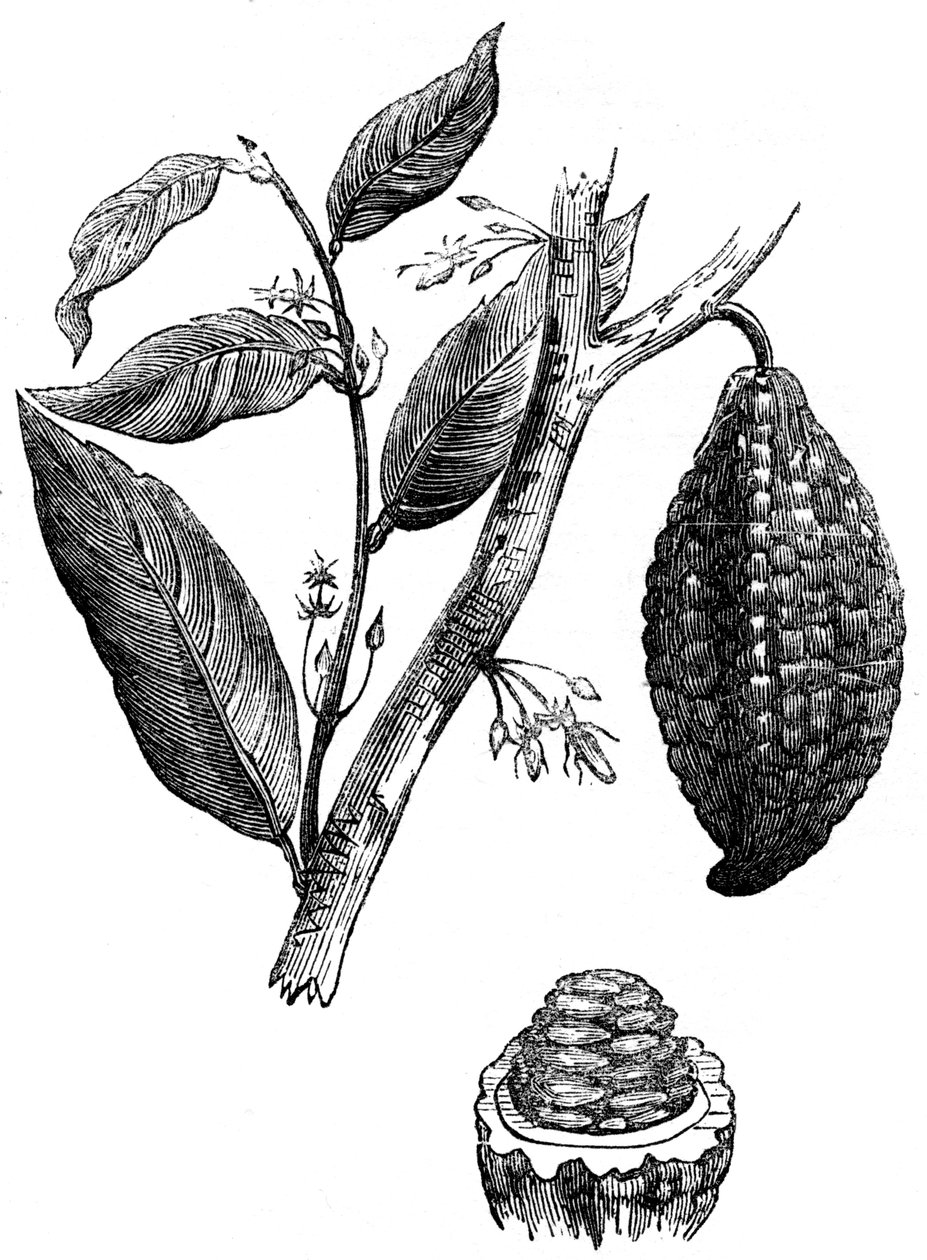Chokladnötsträdet, 1886 av Unbekannt