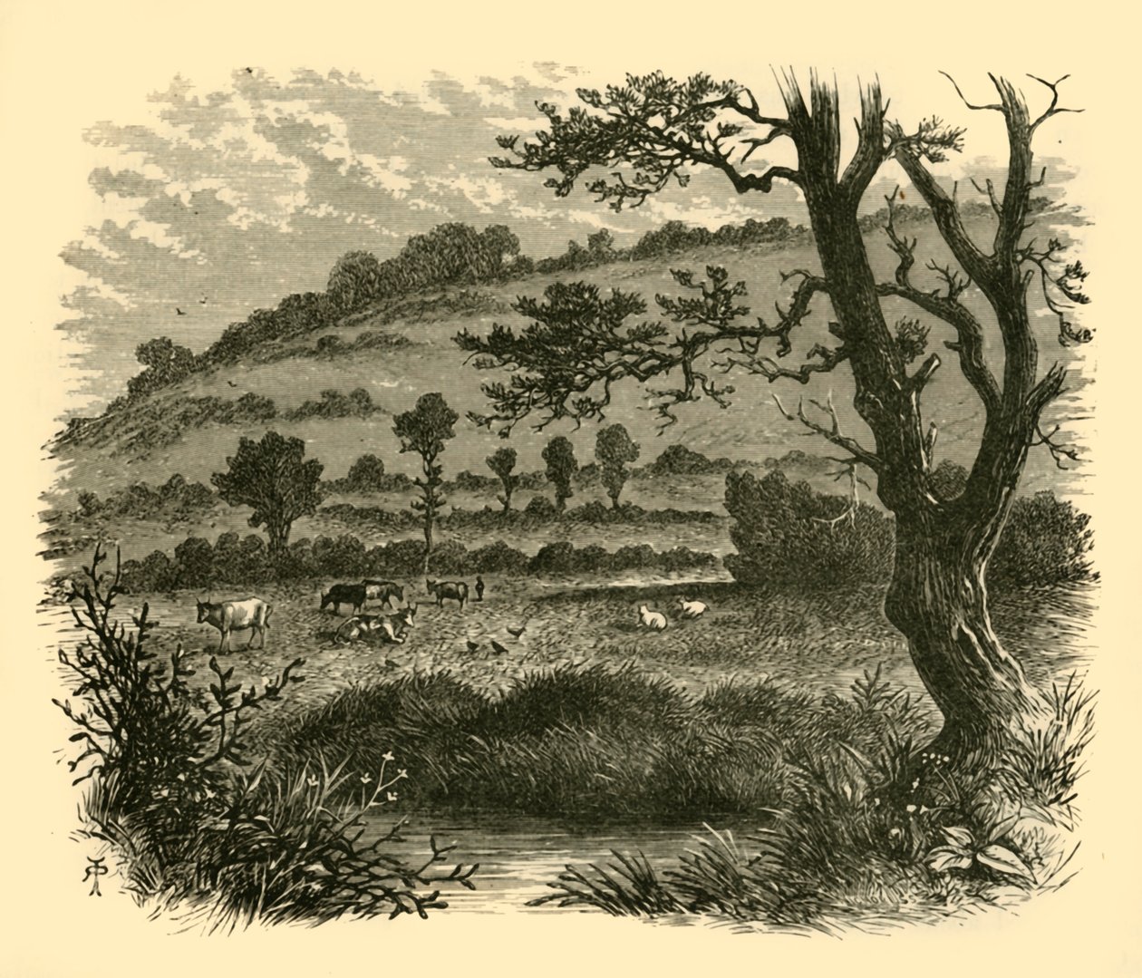 Thistledon, 1898. av Unbekannt