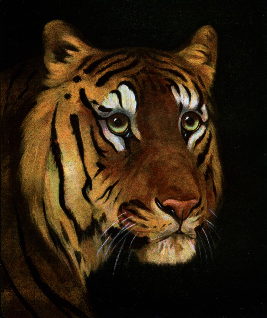 Tigerstudie, 1908-1909 av Unbekannt