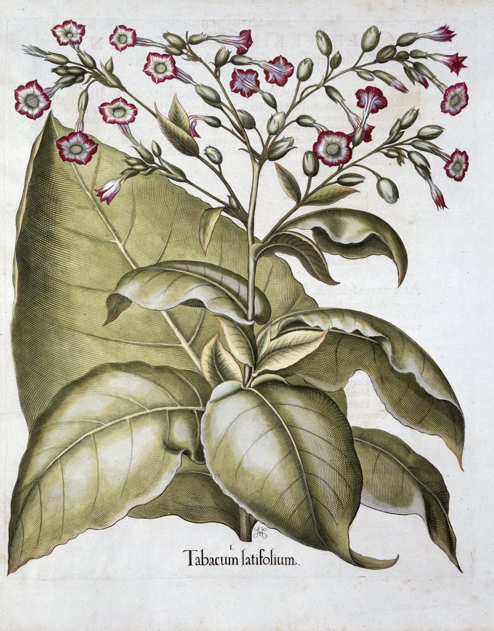 Tobaksväxt, 1613 av Unbekannt