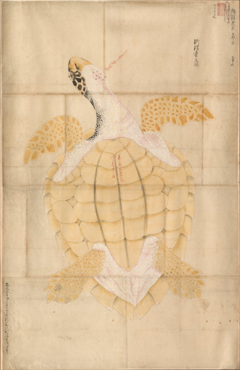 Sköldpadda, 1700-tal. av Unbekannt