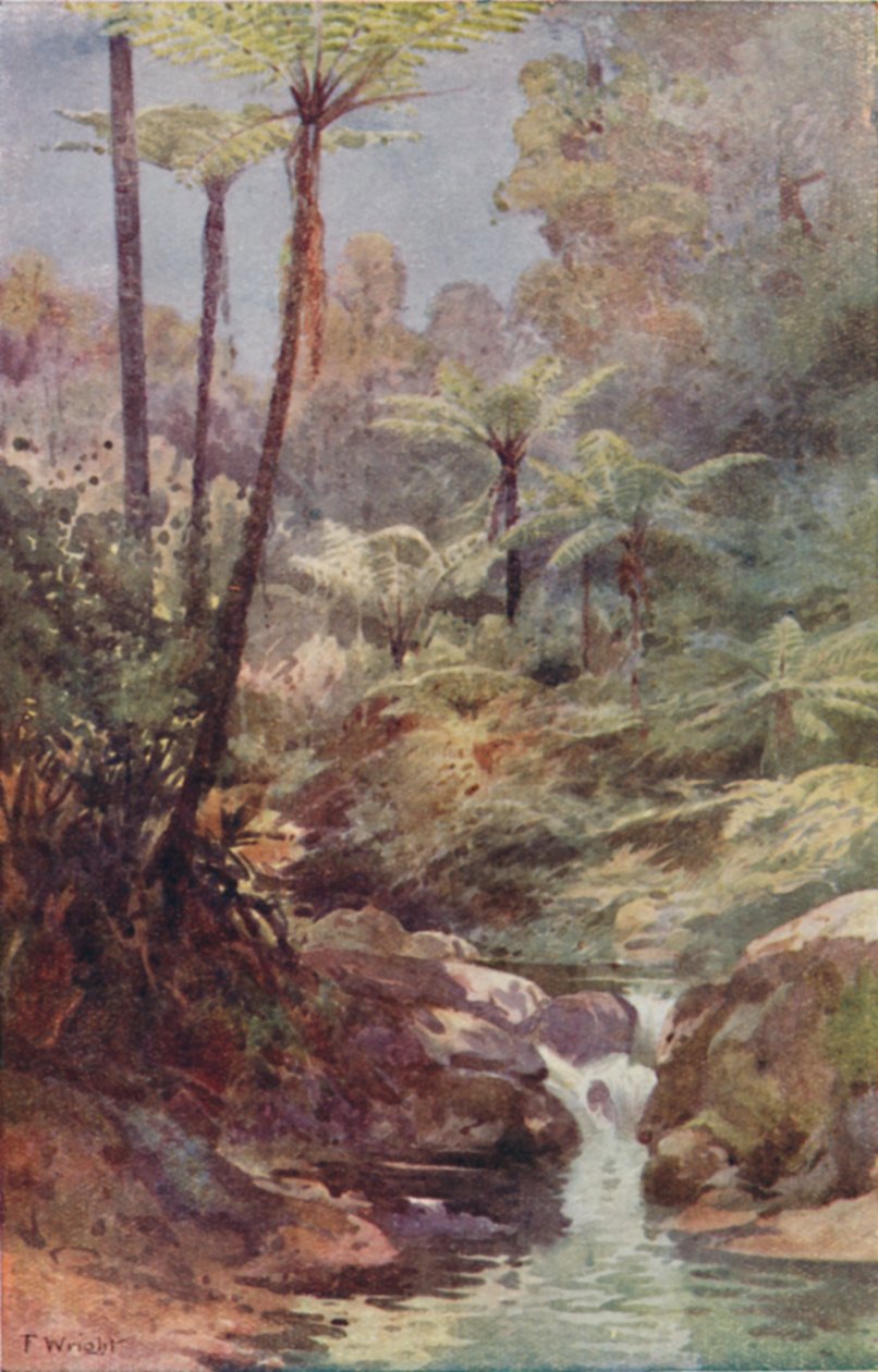 Träd-ormbunkar, 1923. av Unbekannt