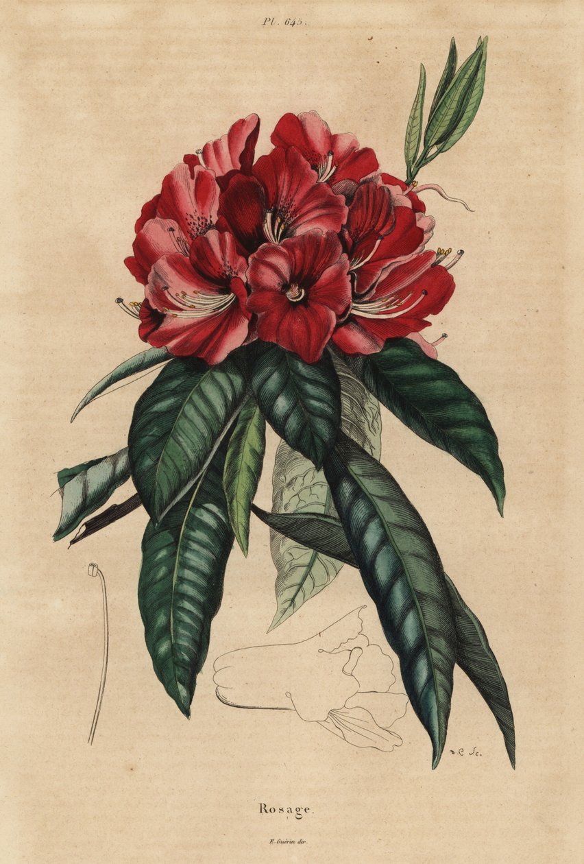 Trädrododendron, Rhododendron arboreum av Unbekannt
