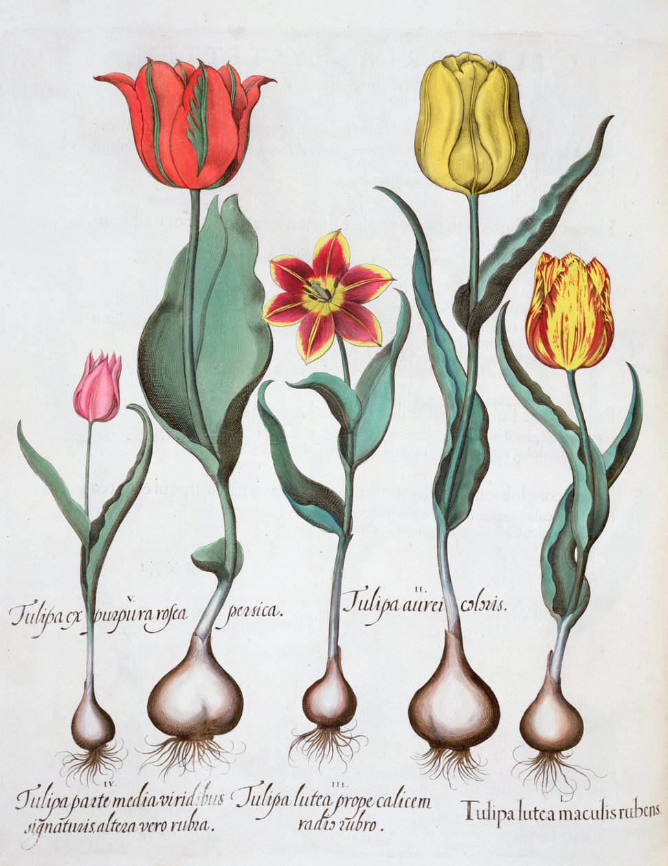 Tulpaner, 1613 av Unbekannt
