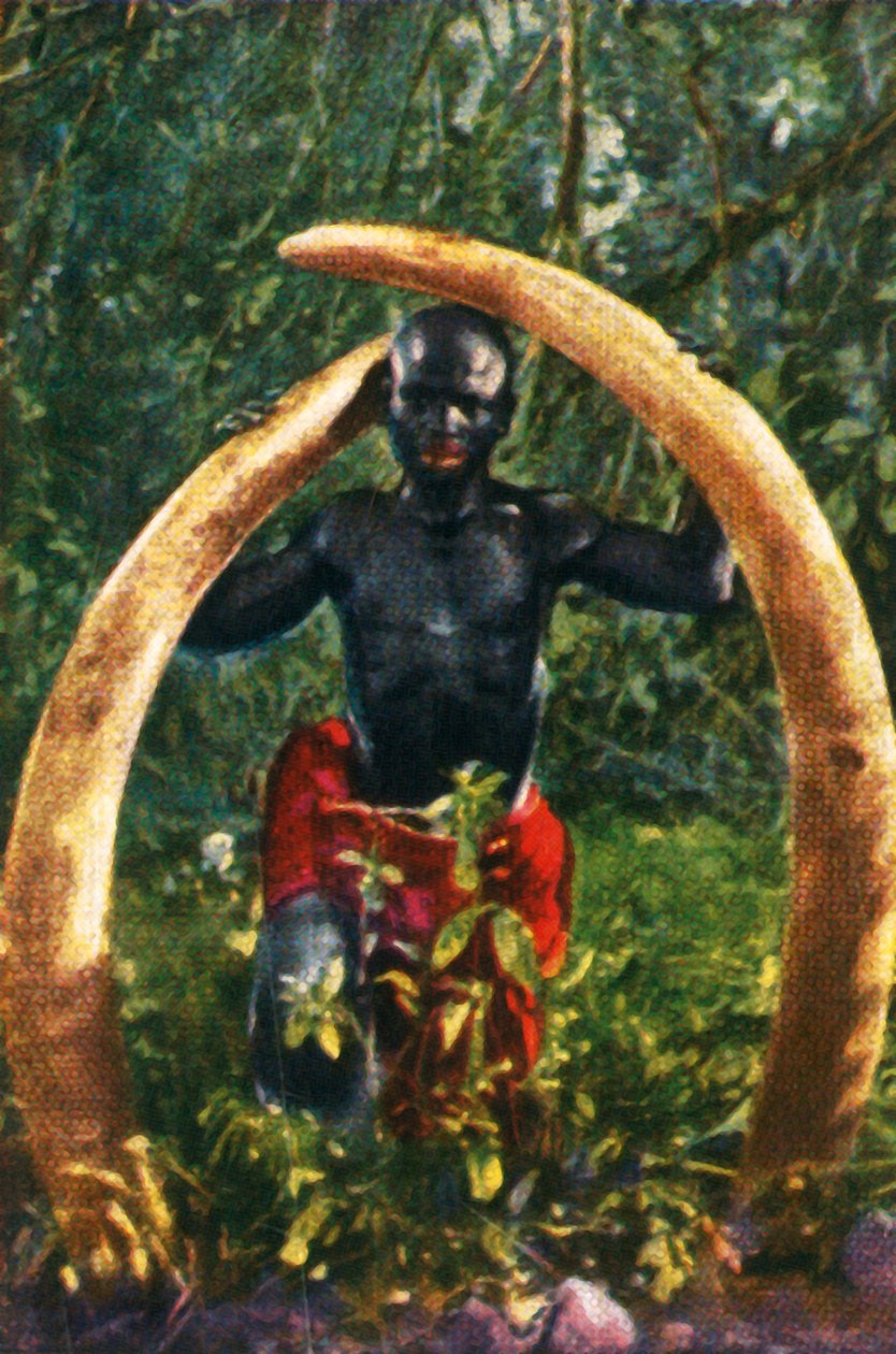 Betar av en afrikansk elefant, c1928. av Unbekannt