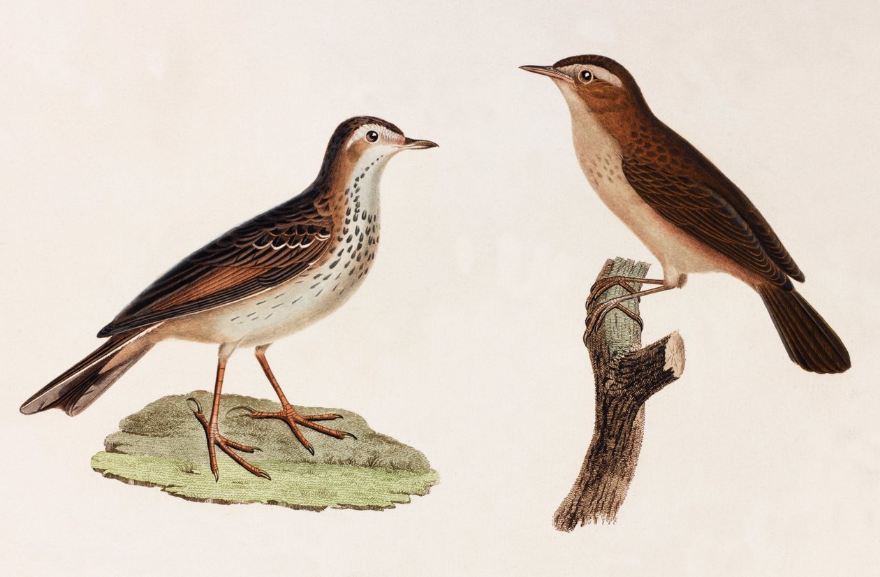 Två färgillustrationer av en fågel av Unbekannt