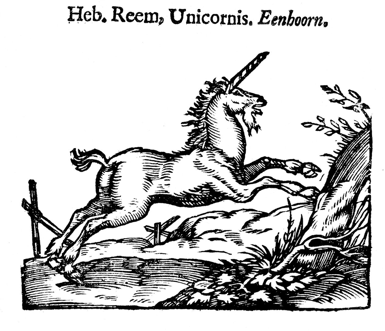 Enhörning, 1644 av Unbekannt