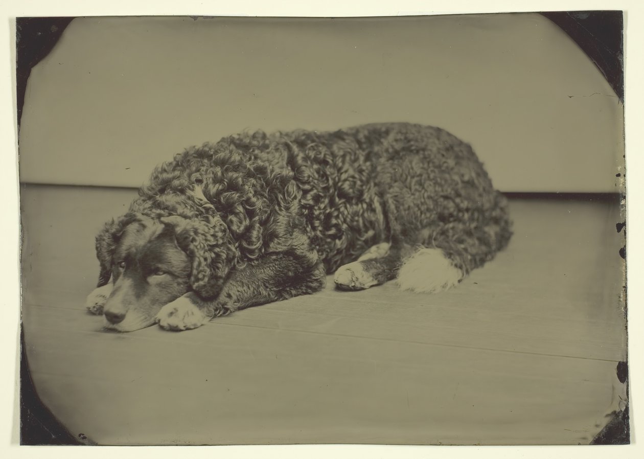 Namnlös hund, 185099. av Unbekannt