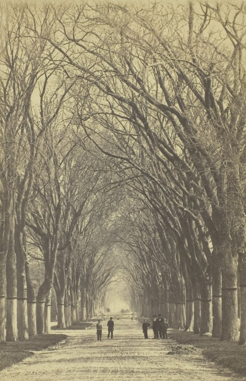 Träda allé utan titel, 1840-1900. av Unbekannt