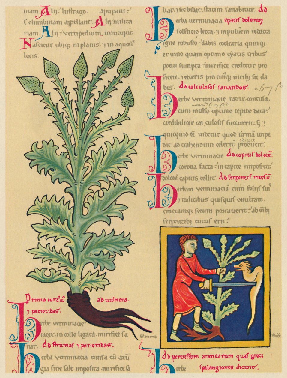 Verbena eller Vervain, 1947 av Unbekannt