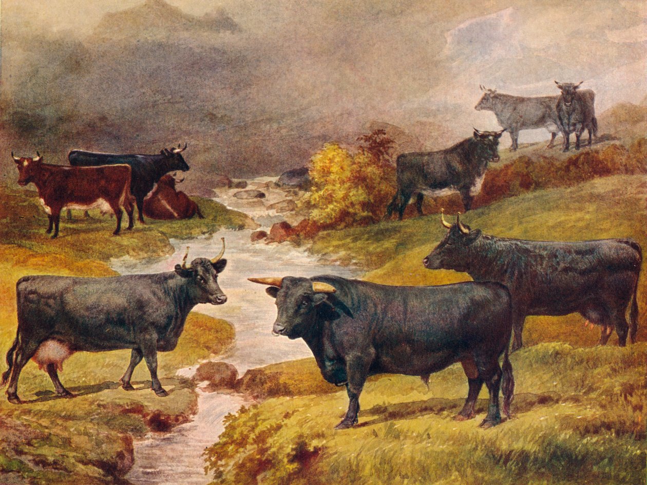 Welsh Black boskap, c1906 c1910 av Unbekannt