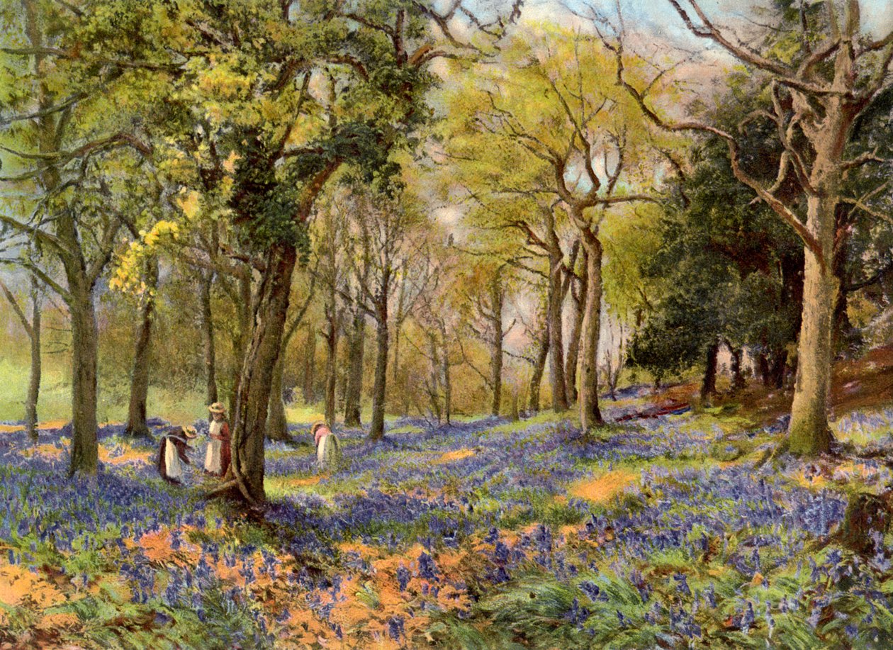 Vilda hyacinter i en Surrey Copse, 1906 av Unbekannt