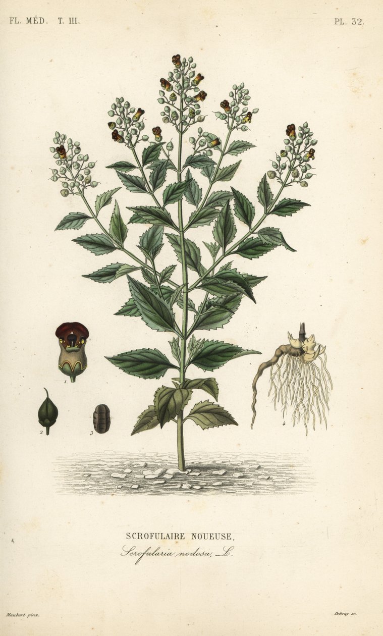 Skogsfikonört, Scrophularia nodosa, Scrofulaire noueuse av Unbekannt