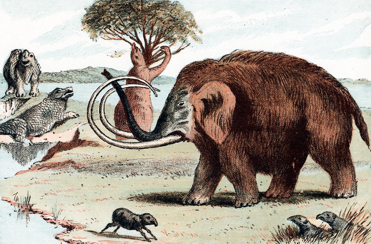 Ulllig mammut Mammuthus, 1892 av Unbekannt