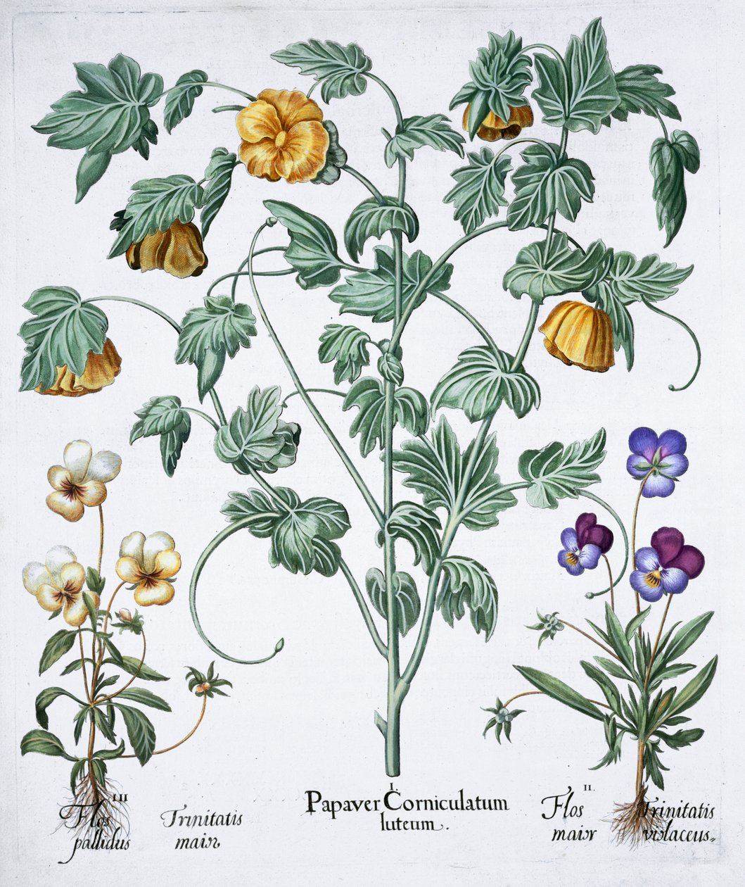 Gulhornig vallmo, 1613 av Unbekannt