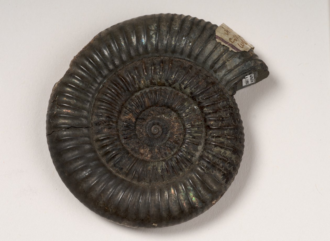 Fossil ammonit identifierad som Dactylioceras sp., cirka 190 miljoner år gammal av Unbekannt Unbekannt