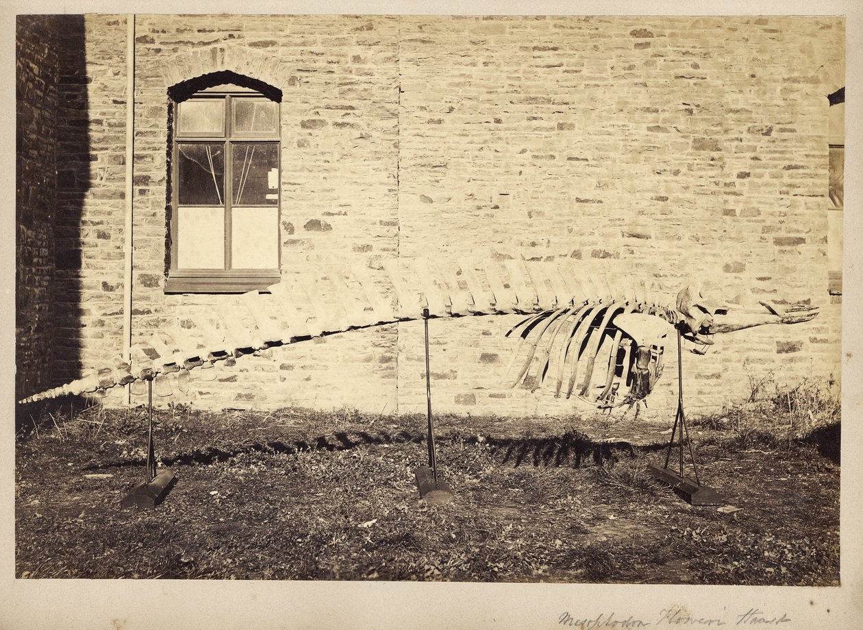 Mesoplodon Floweri Haast, sent 1870-tal av Unbekannt Unbekannt