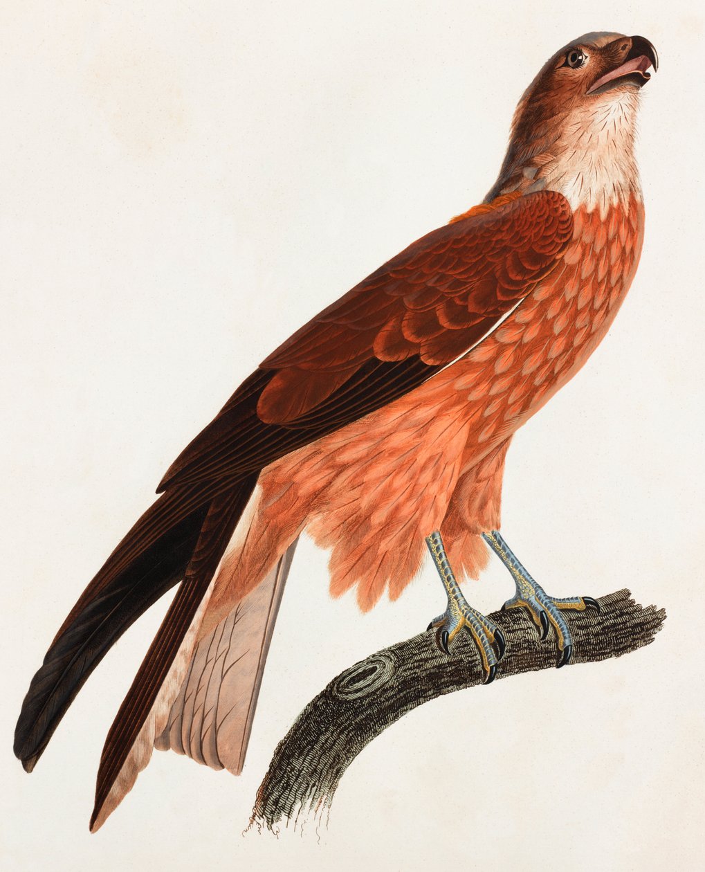 En färgillustration av en brun fågel av Unbekannt