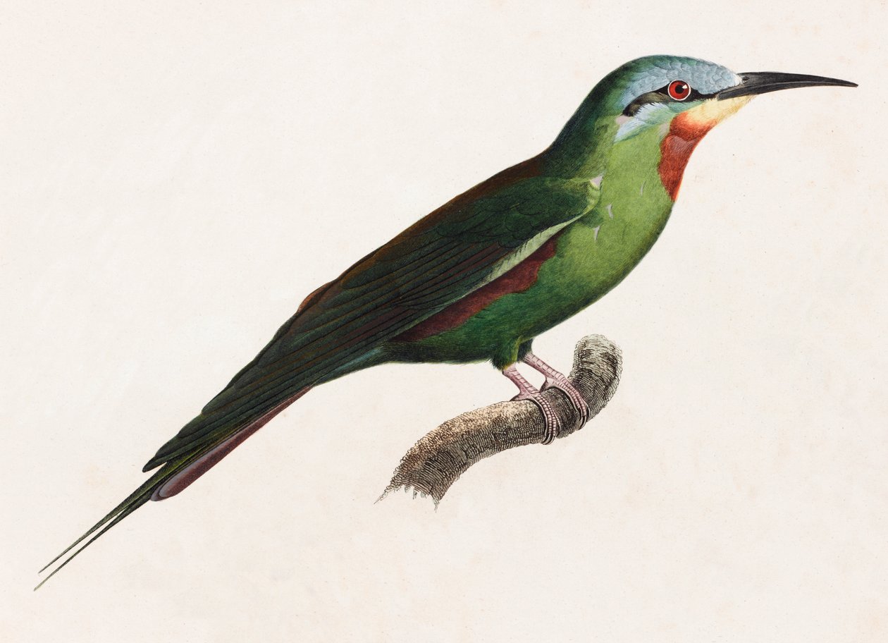 En färgillustration av en grön fågel av Unbekannt