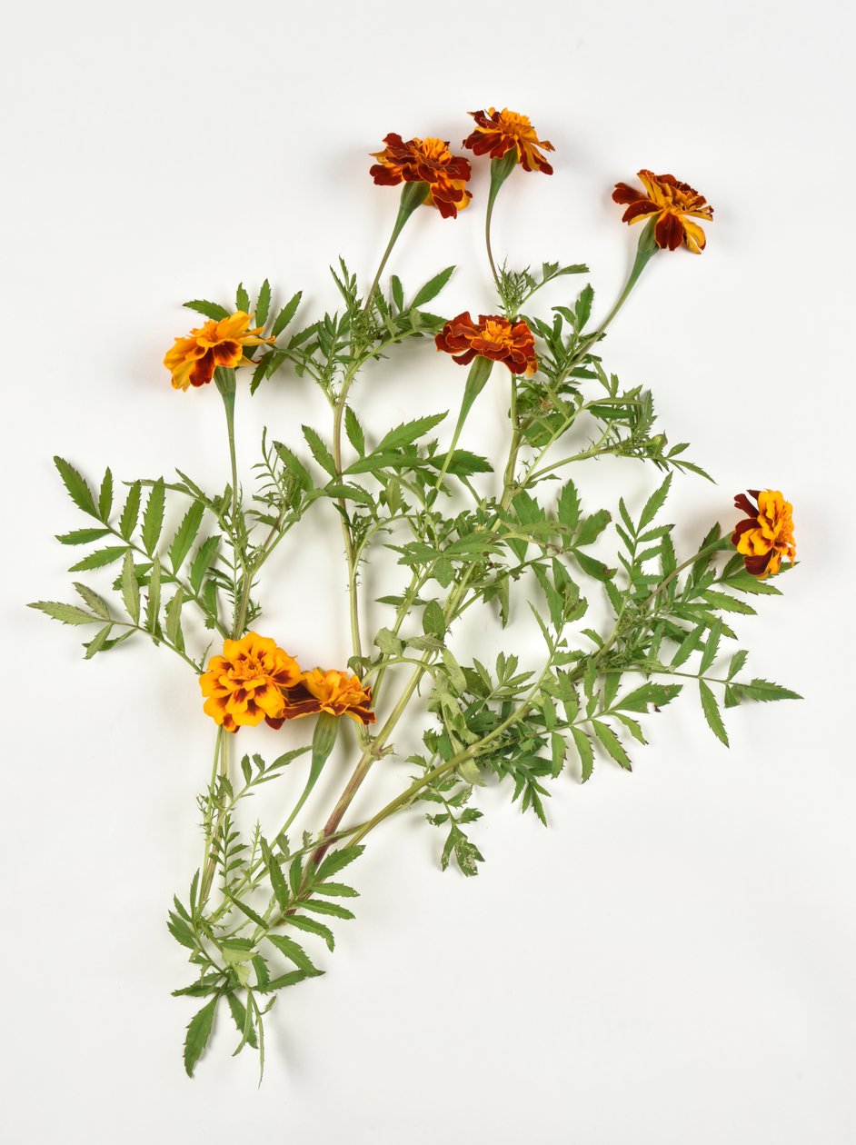 Afrikansk ringblomma på vit bakgrund av Benjamin Baud