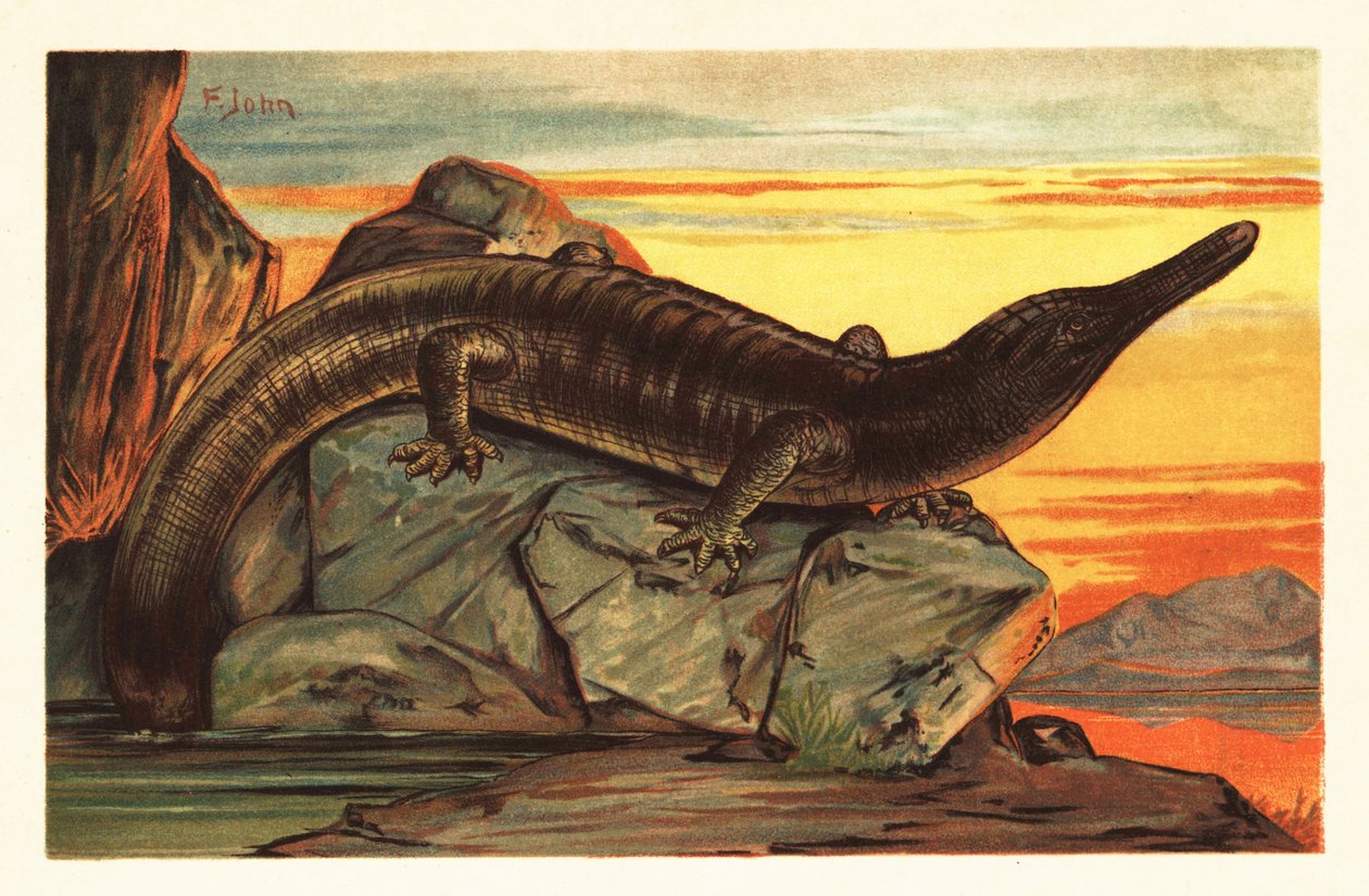 Archegosaurus decheni solar sig på en sten.1908 (litografi) av Unbekannter Künstler