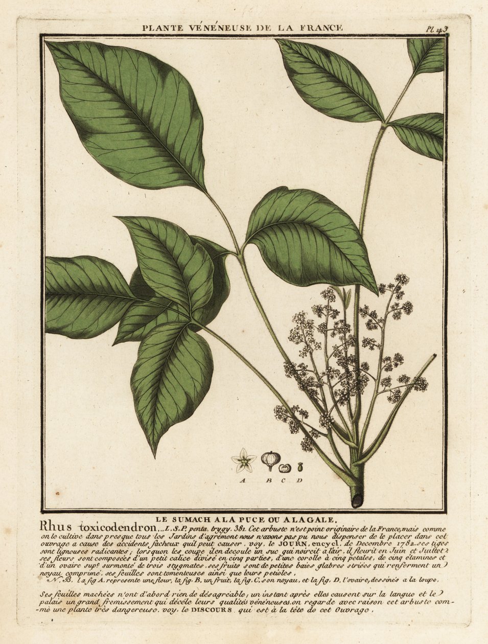 Atlantisk giftek, Toxicodendron pubescens. av Unbekannter Künstler