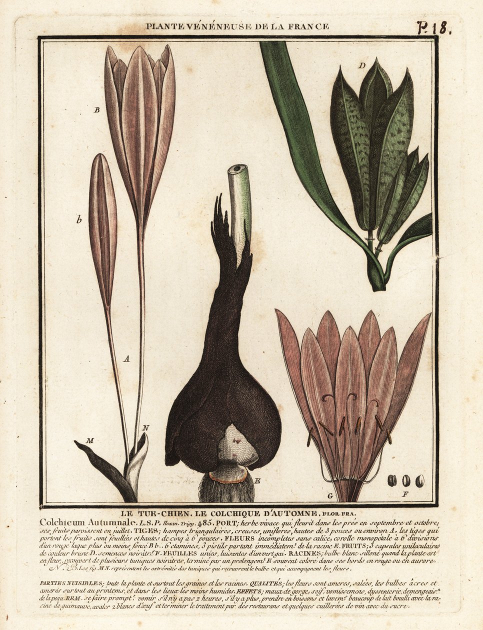 Höstkrokus, Colchicum autumnale. av Unbekannter Künstler