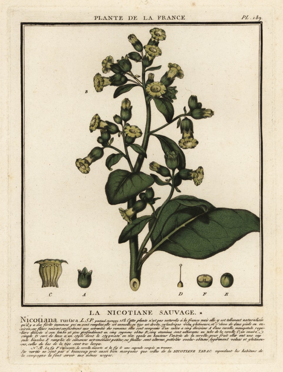 Aztekisk tobak, Nicotiana rustica. av Unbekannter Künstler