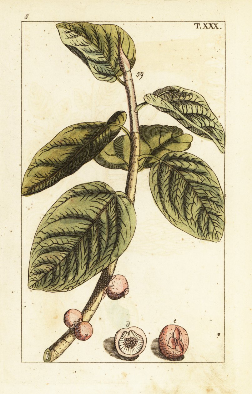 Banyan fikongren med frukt, Ficus benghalensis. av Unbekannter Künstler