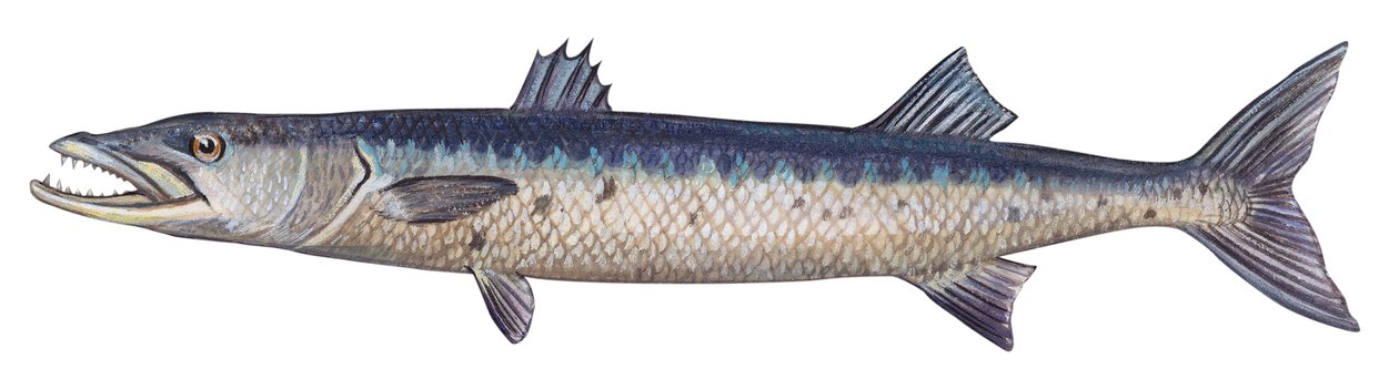 Barracuda - Stor barracuda (Sphyraena barracuda) av Unbekannter Künstler