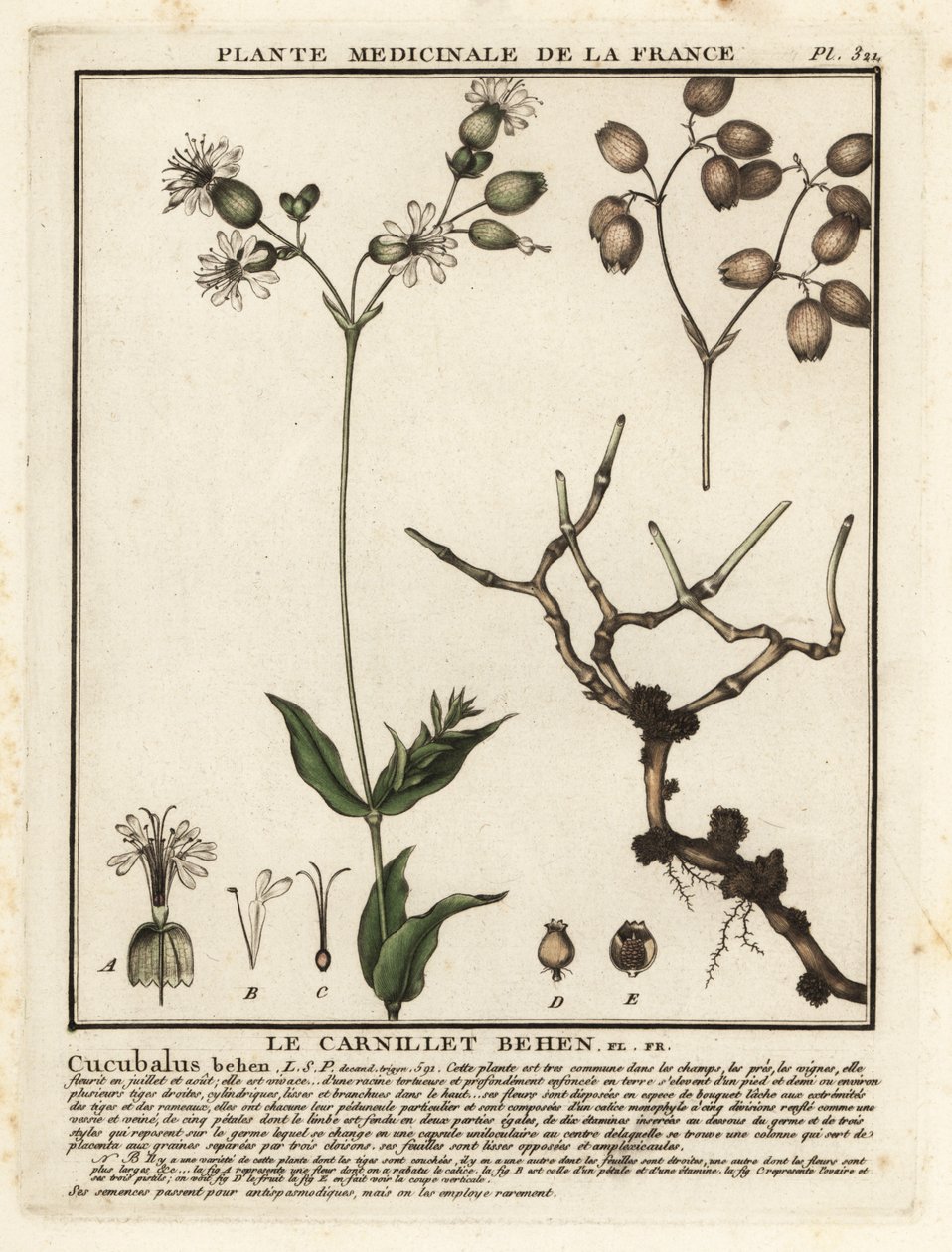 Blåscampion, Silene vulgaris. av Unbekannter Künstler