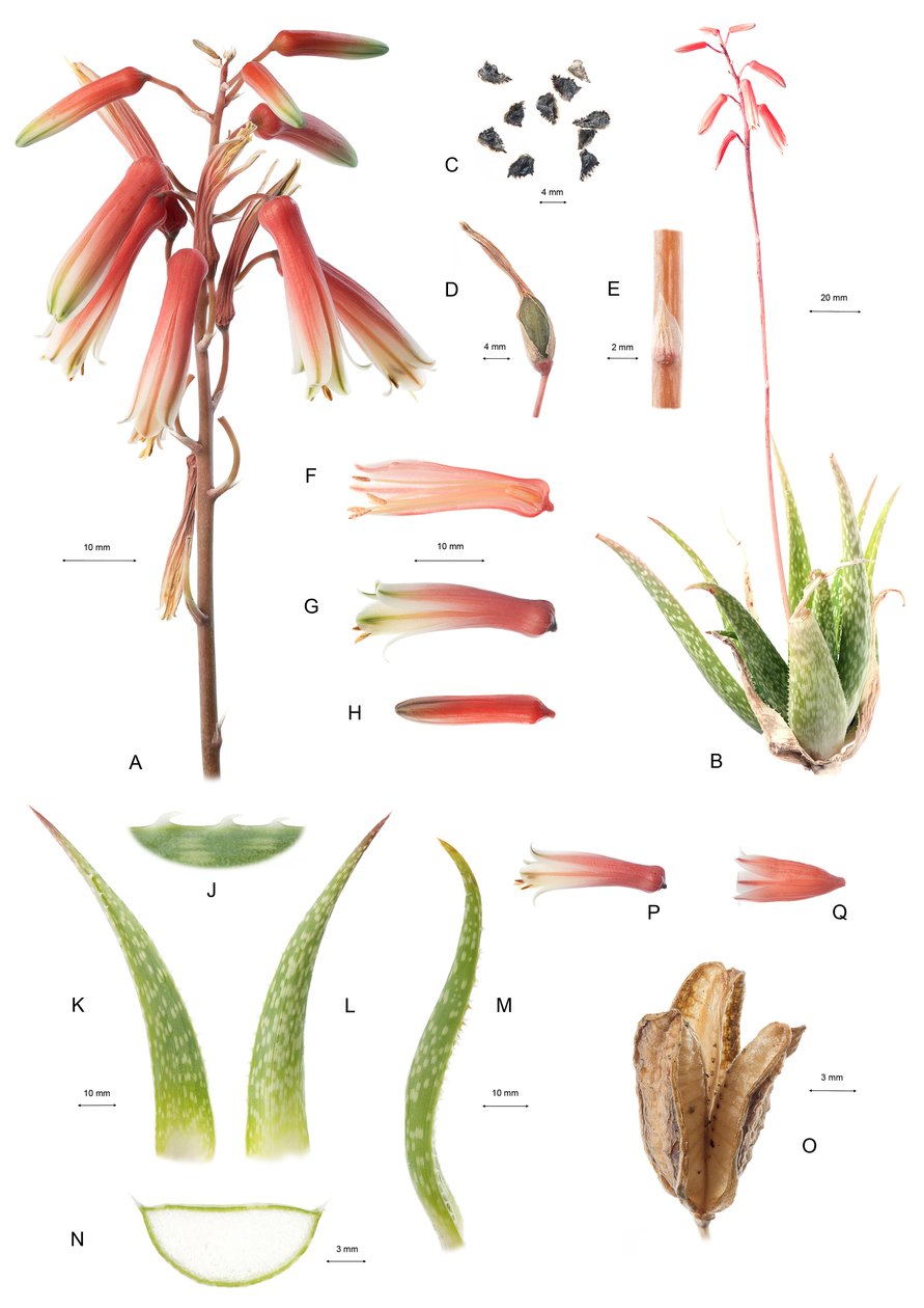 Botanisk styrelse/Aloe/Aloe av Unbekannt