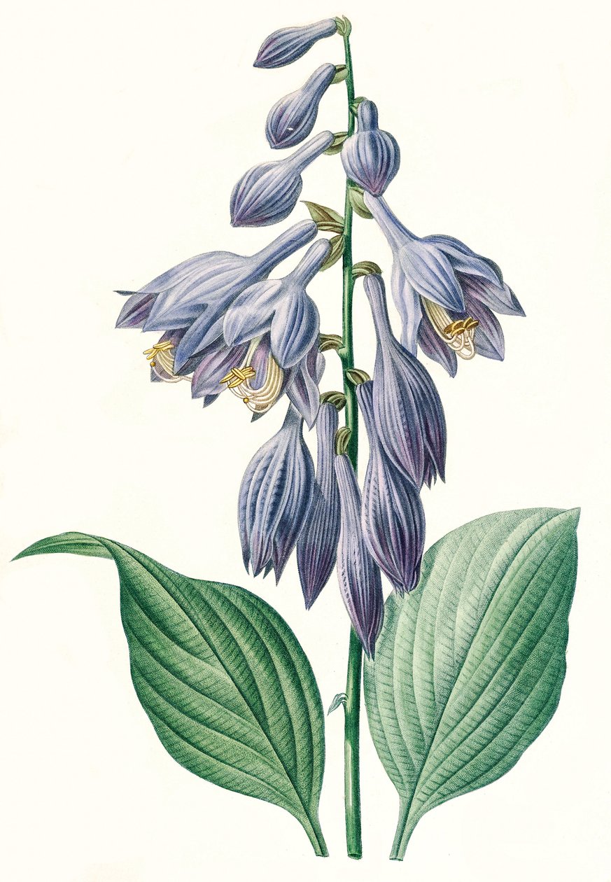 Botanisk Illustration/Redoubt/Hosta ventricosa av Unbekannt