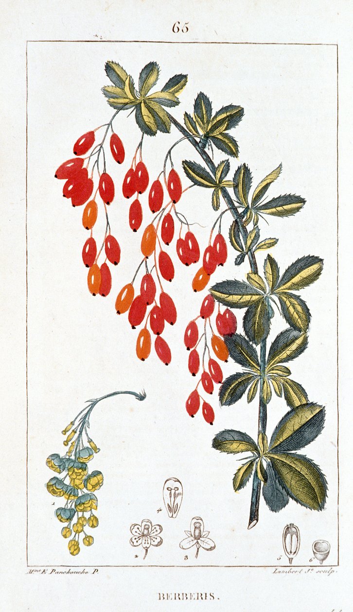Botanisk tavla/Berberis sp/Berberisrygg av Unbekannt