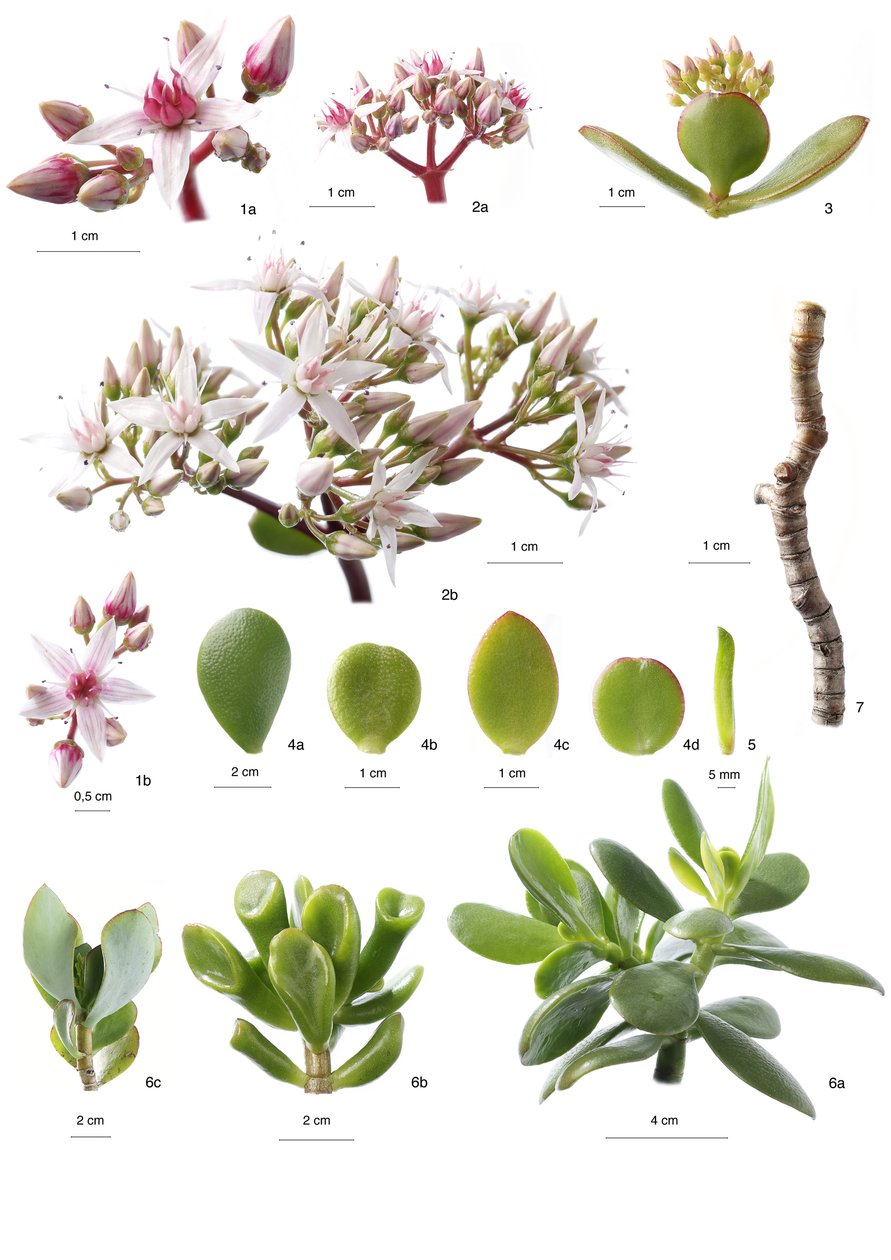 Botanisk tavla/Crassula ovata av Unbekannt