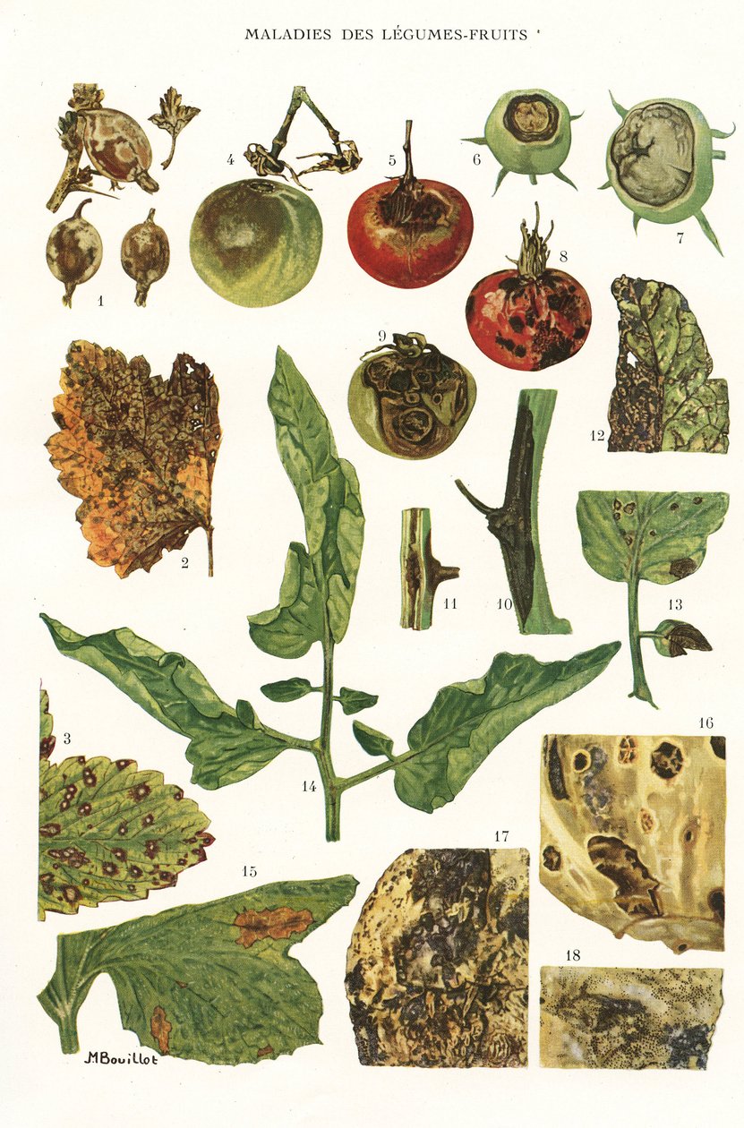 Botanisk styrelse/fruktgrönsakssjukdomar av Unbekannt