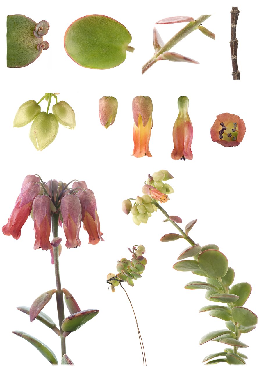 Botanisk styrelse/Kalanchoe marnieriana av Unbekannt