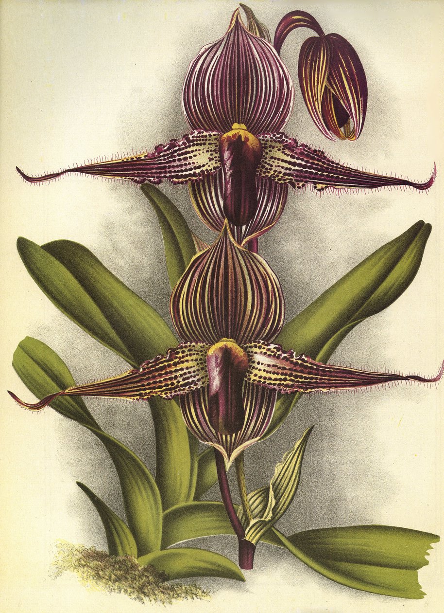 Botanisk tavla/Paphiopedilum rothschildianum/Lindenia av Unbekannt