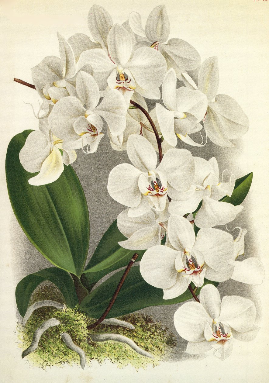 Botanisk styrelse / Phalaenopsis amabilis / Phalaenopsis gigantea / Lindenia av Unbekannt