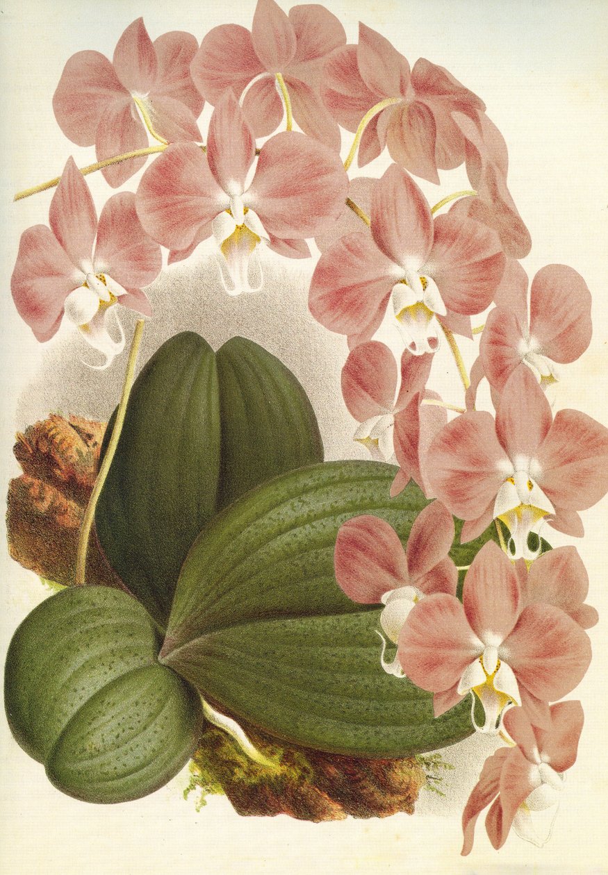 Botanisk tavla/Phalaenopsis sanderiana/Lindenia av Unbekannt