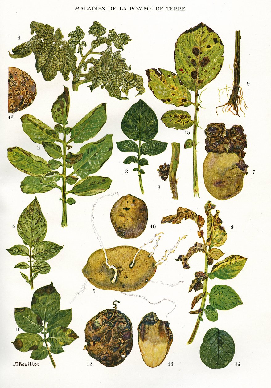 Botanisk styrelse/Potatissjukdomar/Solanum tuberosum av Unbekannt