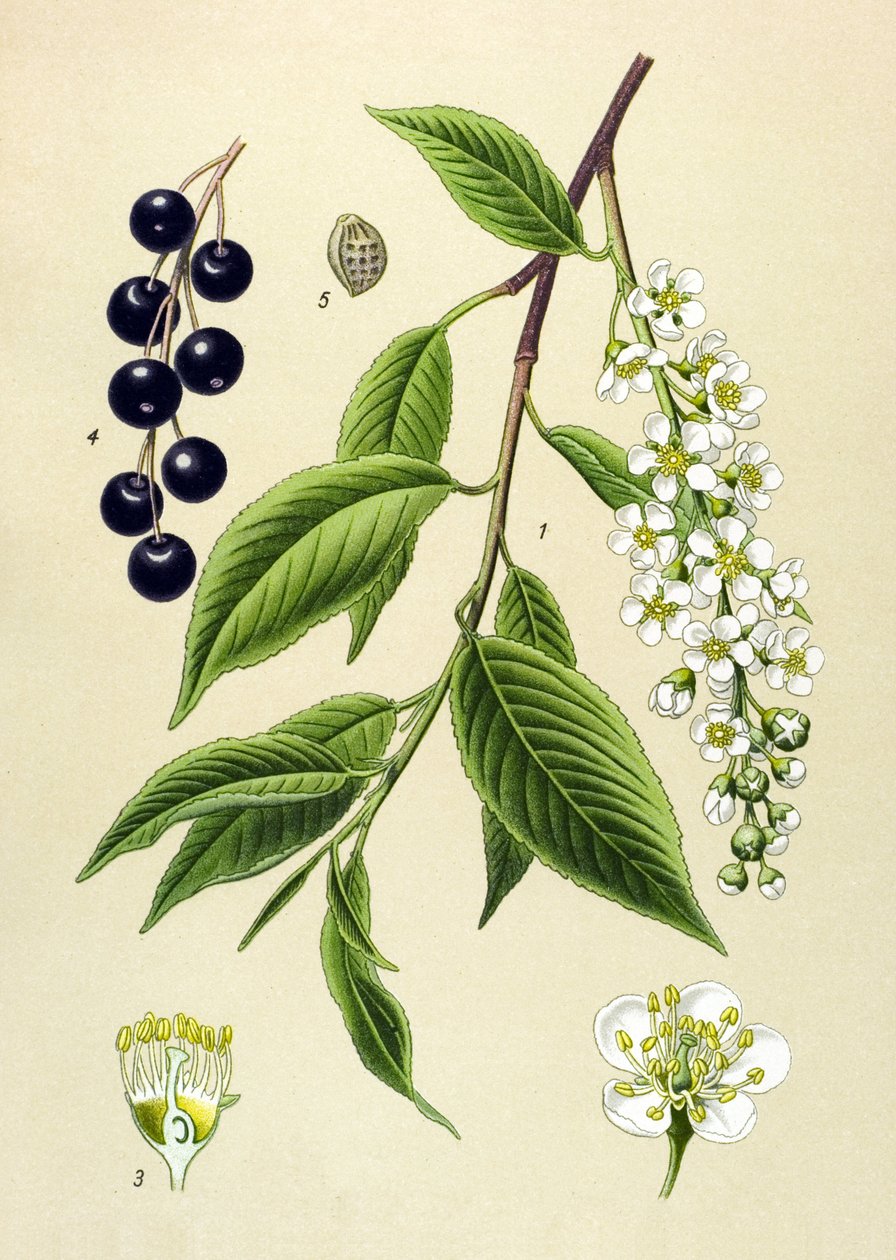 Botanisk tavla, växt: Körsbärsträd (Prunus padus) av Unbekannter Künstler