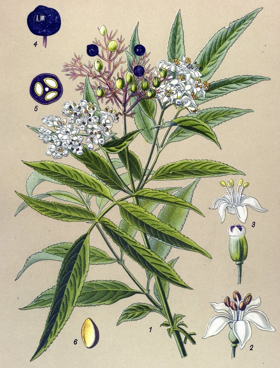 Botanisk tavla, växt: Hieble fläder (Sambucus ebulus) av Unbekannter Künstler