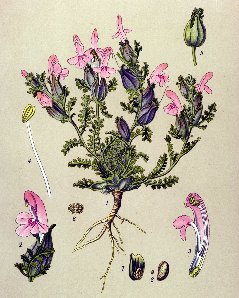 Botanisk tavla, växt: Pedicularis sylvatica av Unbekannter Künstler