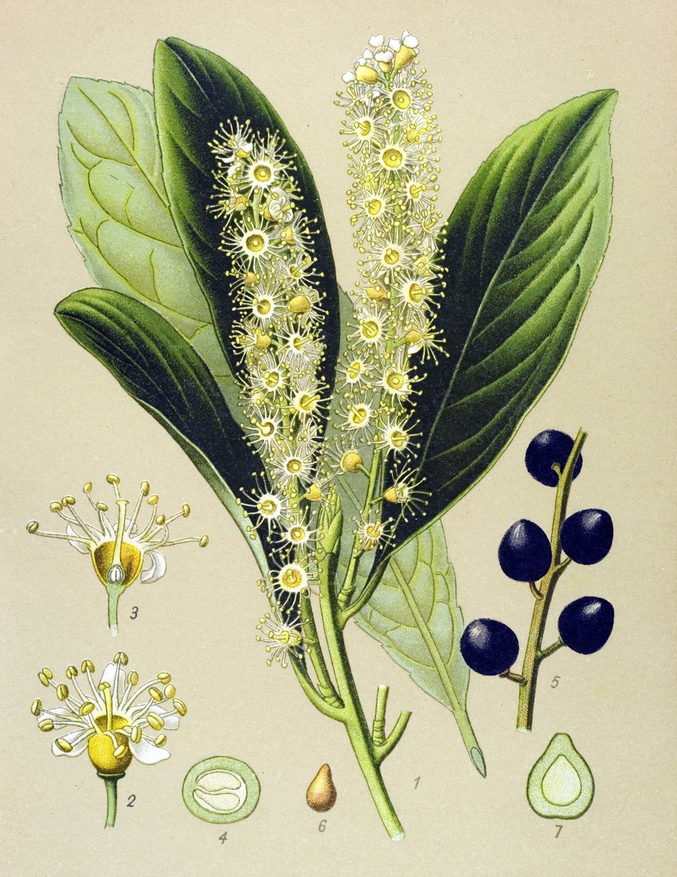 Botanisk tavla, växt: körsbärsvik (Prunus Laurocerasus) av Unbekannter Künstler