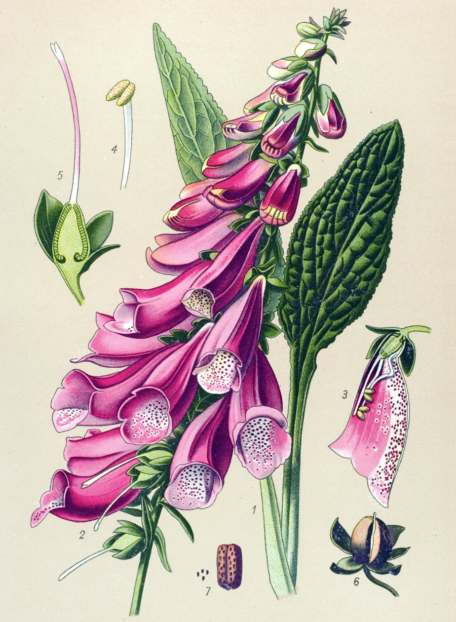 Botanisk tavla, växt: lila digital (Digitalis purpurea) av Unbekannter Künstler
