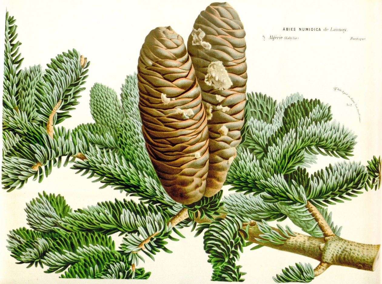 Botanisk illustration / Abies numidica / Algerisk gran / Numidie gran av Unbekannt